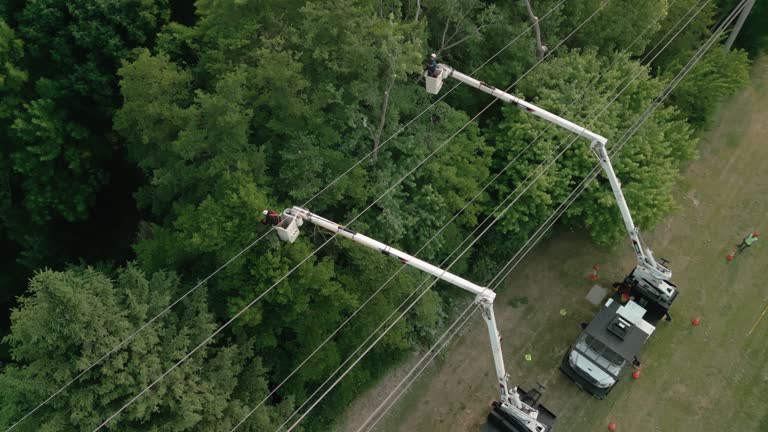 Best Tree Maintenance Programs  in Salt Creek Commons, IN
