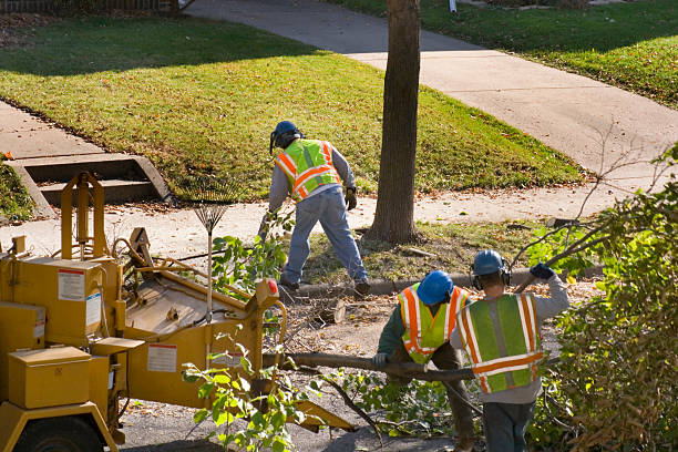 Best Tree Trimming and Pruning  in Salt Creek Commons, IN