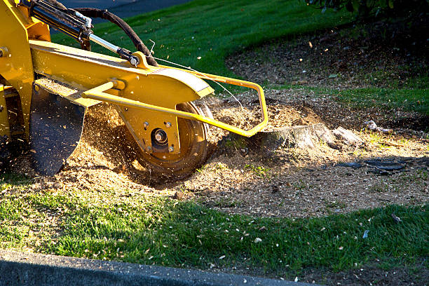 Best Arborist Consultation Services  in Salt Creek Commons, IN